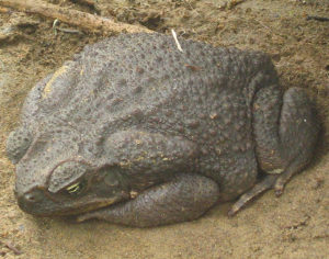 Kröte, Bufo Marinus